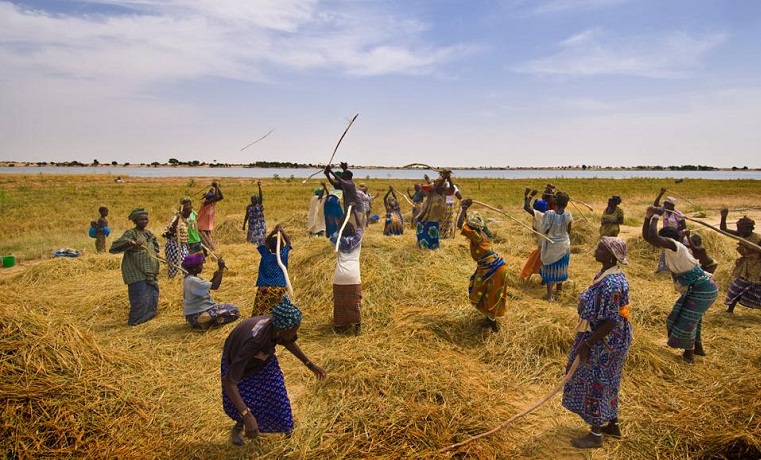 ECONOMIE AU MALI Une production record de céréales, les revenus peinent